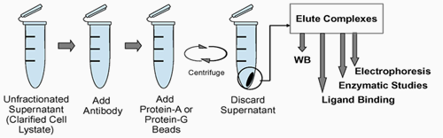 Chaps Immunoprecipitation Ip And