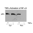 NF-kappa B, NF-{kappa}B, NF-kB, Nuclear Factor-Kappa B, Activation Assay Kit (Part No. NFKB-1)