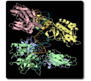  NF-κ B 的 p50 亚基抗体 (P50Ab)